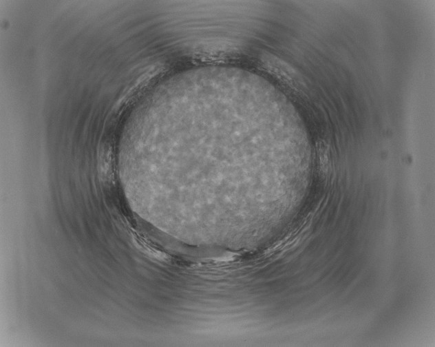 X0000070361060200606301825