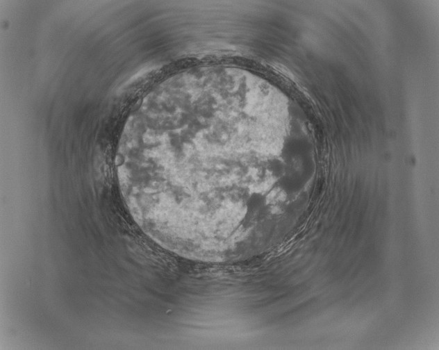 X0000070361063200606301825