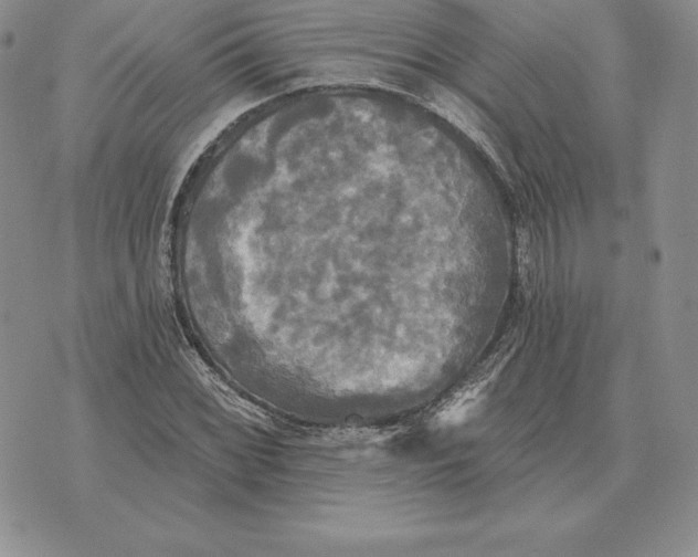 X0000070361068200606301825