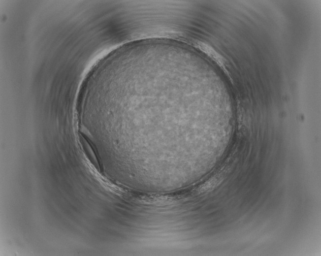 X0000070361072200606301825