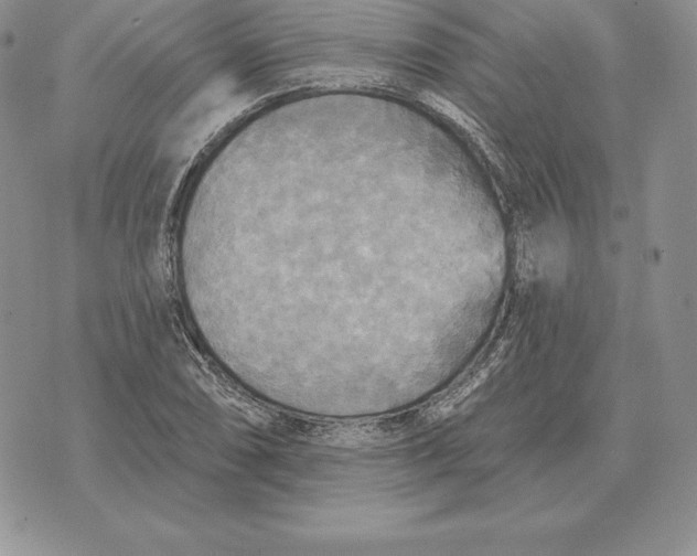 X0000070361074200606301825