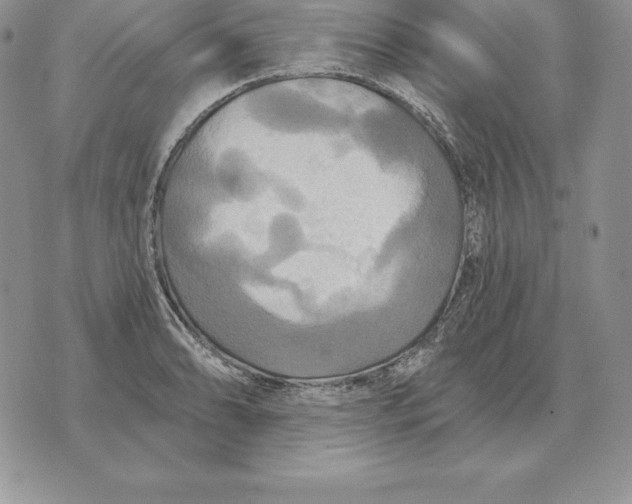 X0000070361086200606301825