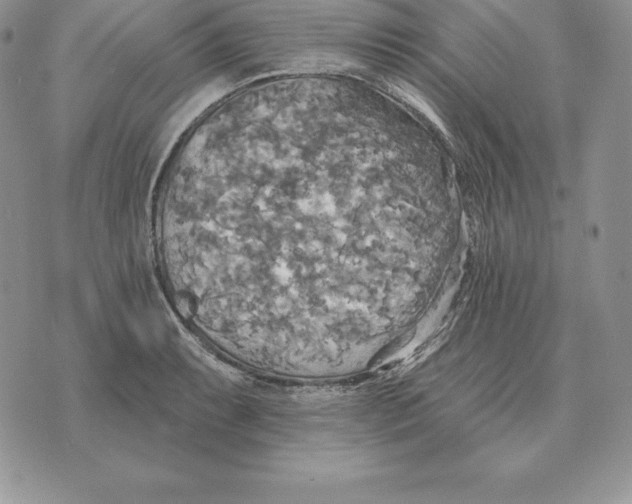 X0000070361087200606301825