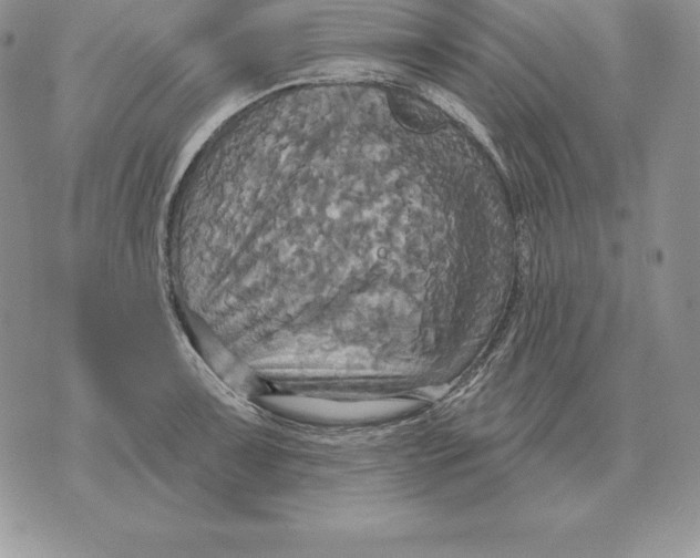 X0000070361091200606301825