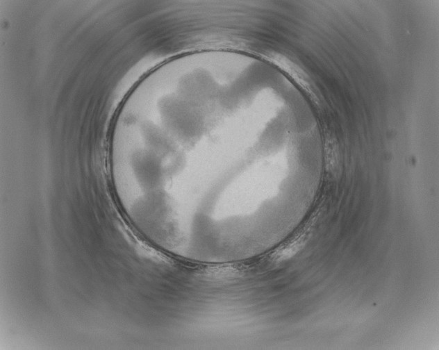 X0000070361094200606301824