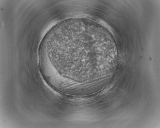 X0000070361095200606301824