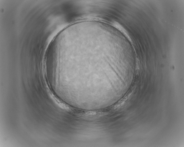 X0000070361098200606301824