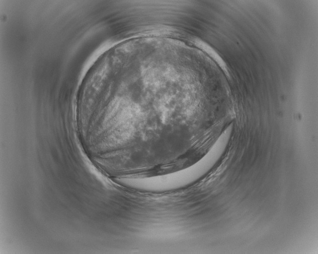 X0000070361099200606301824