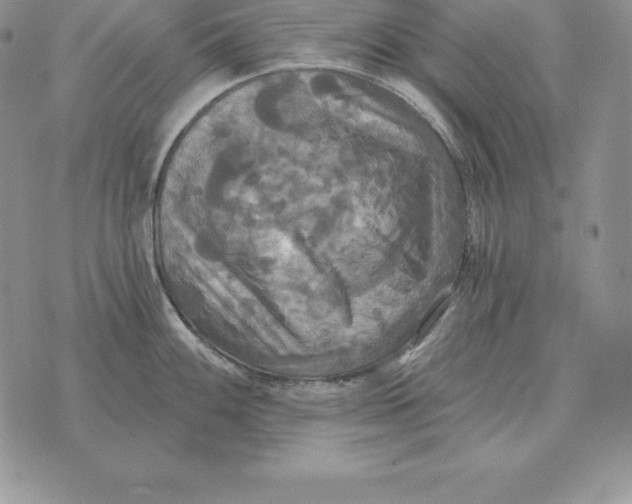 X0000070361100200606301824