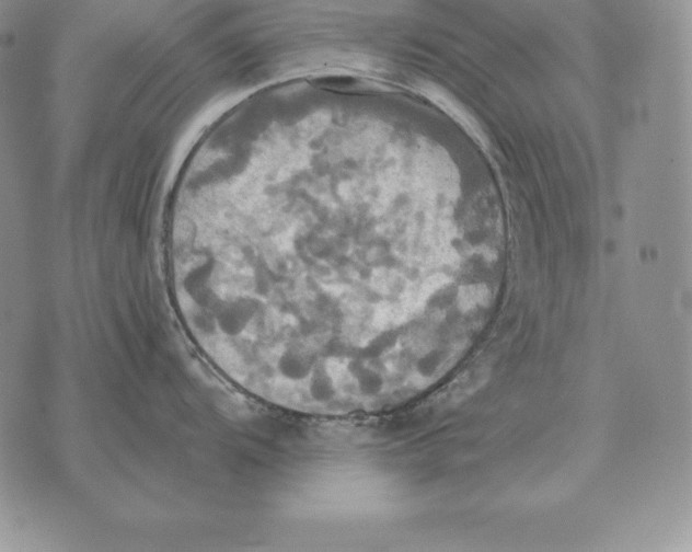 X0000070361104200606301824