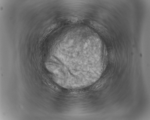 X0000070361105200606301824