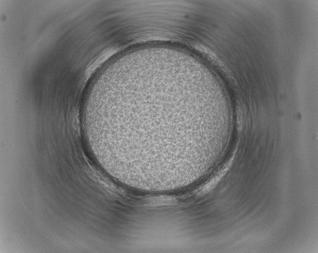 X0000070361113200606301824