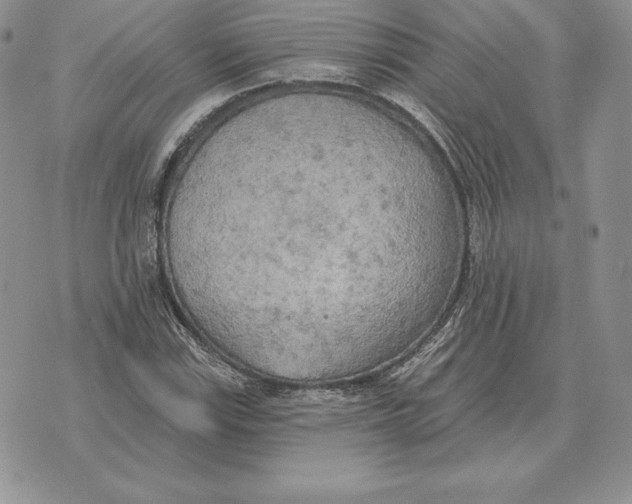 X0000070361115200606301824