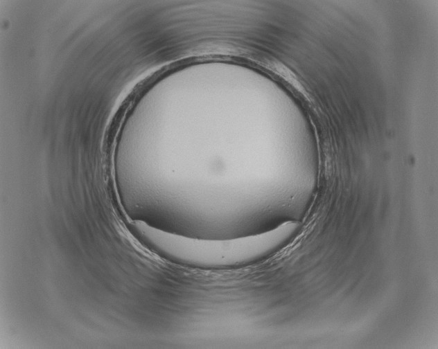 X0000070361116200606301824