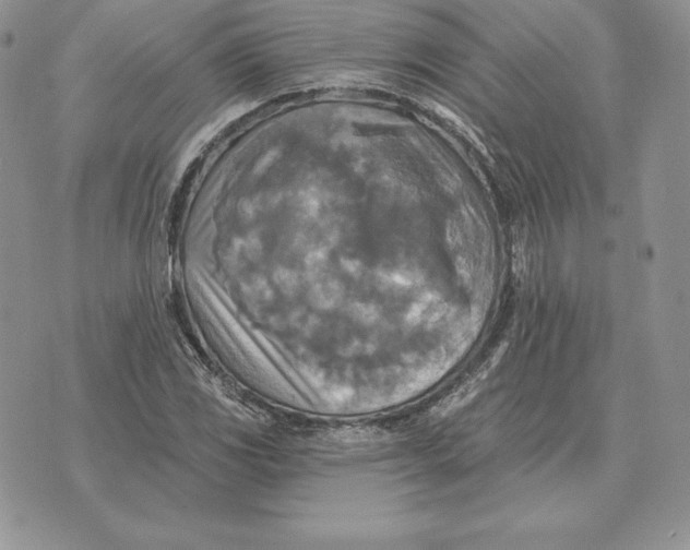 X0000070361117200606301824