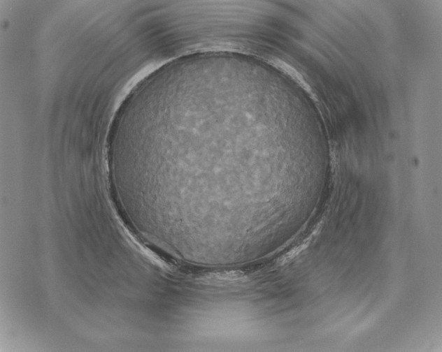 X0000070361133200606301824