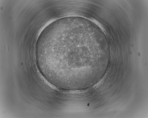 X0000070361142200606301824