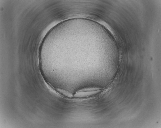 X0000070361143200606301824