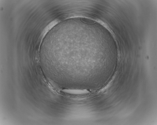 X0000070361145200606301824