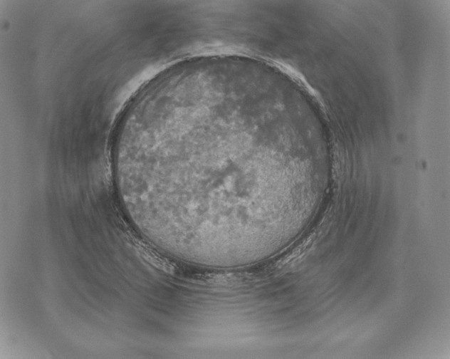 X0000070361167200606301823