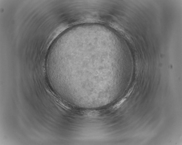 X0000070361170200606301823