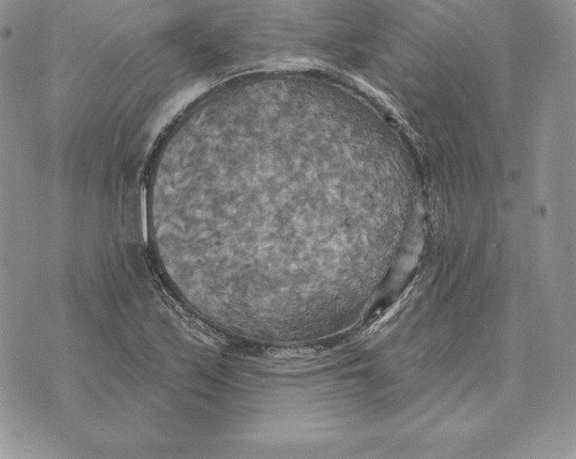 X0000070361171200606301823