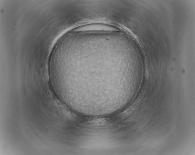 X0000070361174200606301823