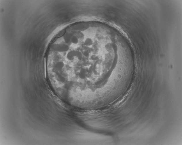 X0000070361175200606301823