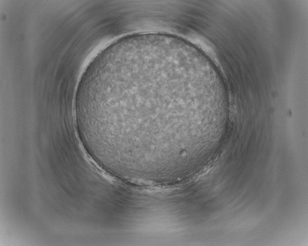 X0000070361191200606301823