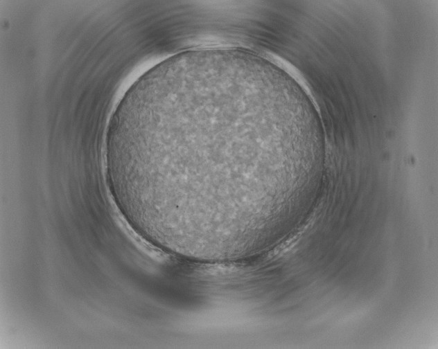 X0000070361195200606301823