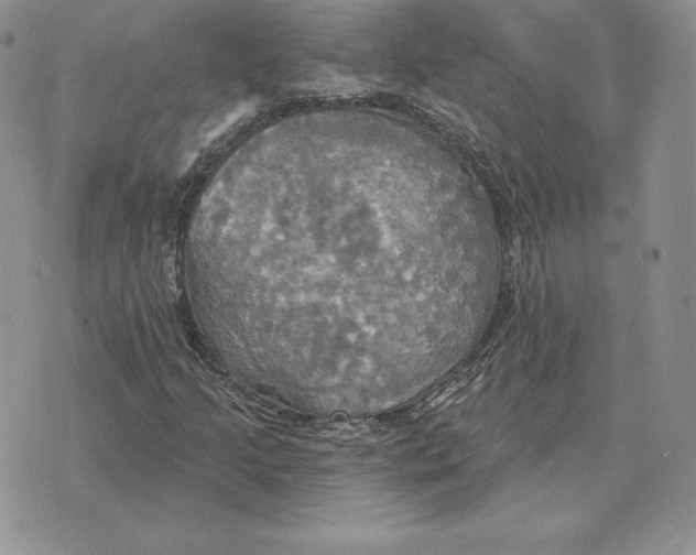 X0000070361205200606301822