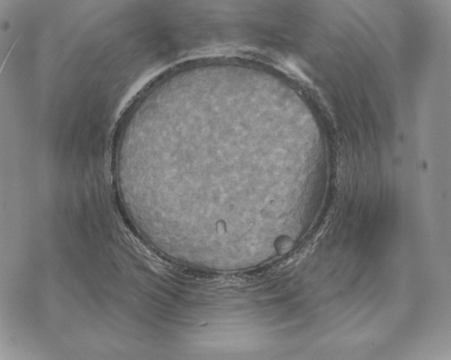 X0000070361216200606301822