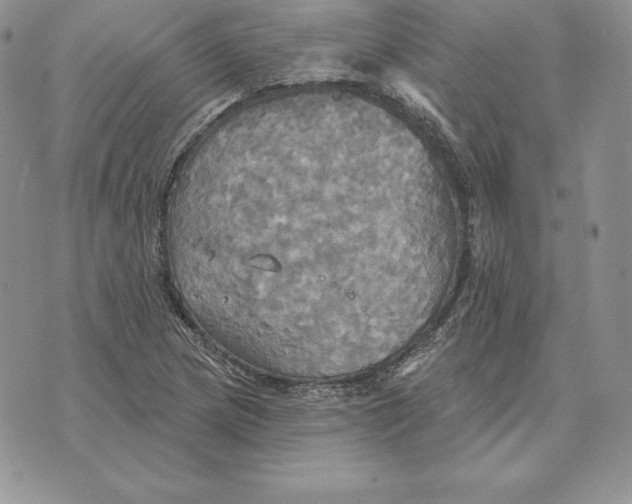 X0000070361217200606301822