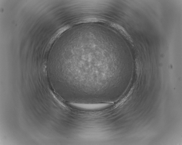 X0000070361225200606301822