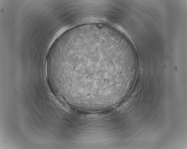 X0000070361227200606301822