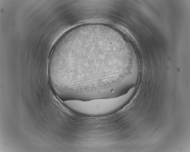 X0000070361228200606301822