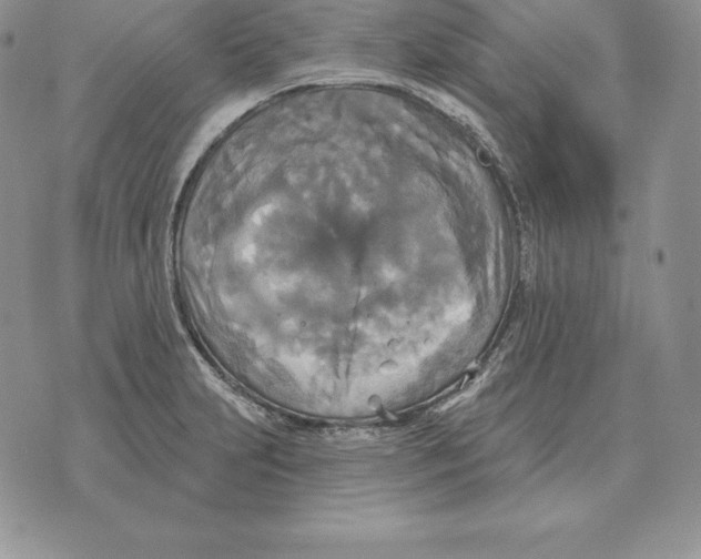 X0000070361231200606301822