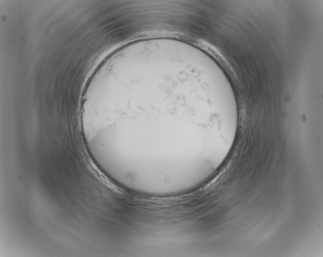 X0000070361236200606301823