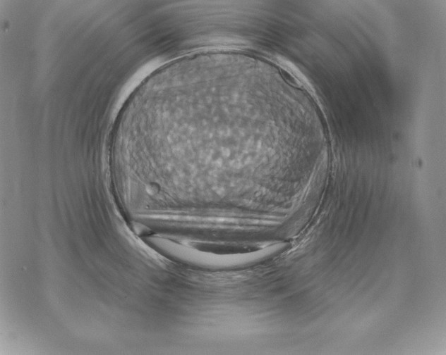 X0000070361243200606301823