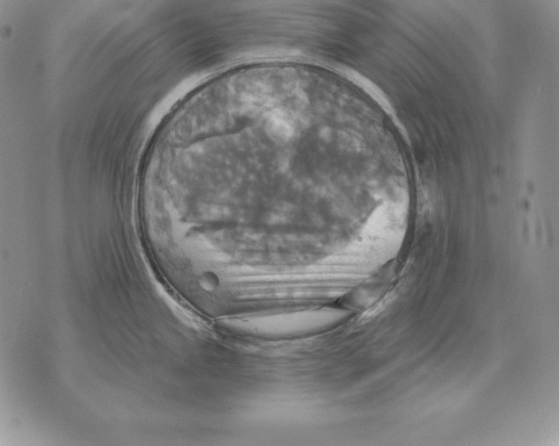 X0000070361245200606301823