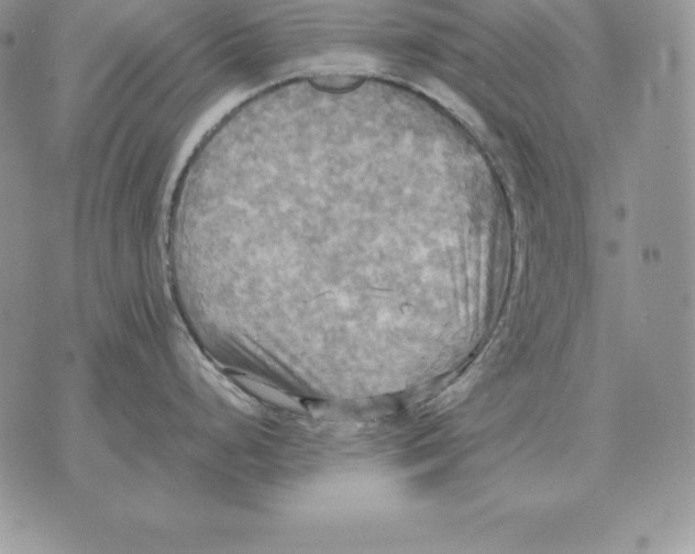 X0000070361248200606301823