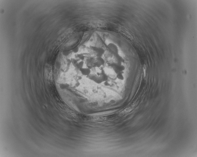 X0000070361251200606301822