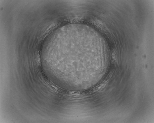 X0000070361252200606301822