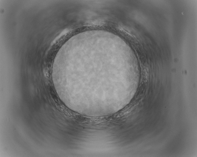 X0000070361254200606301822