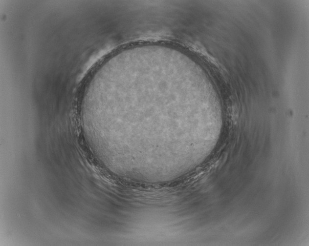 X0000070361256200606301822