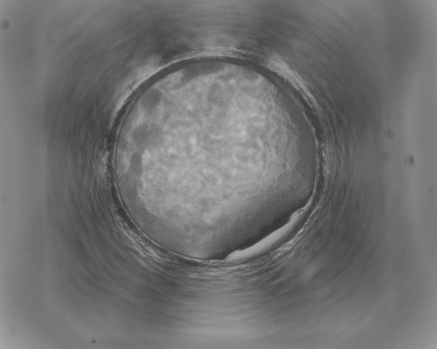 X0000070361260200606301822