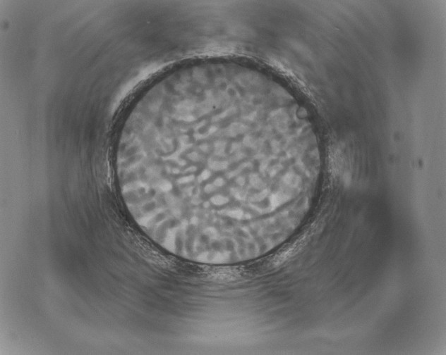 X0000070361262200606301822