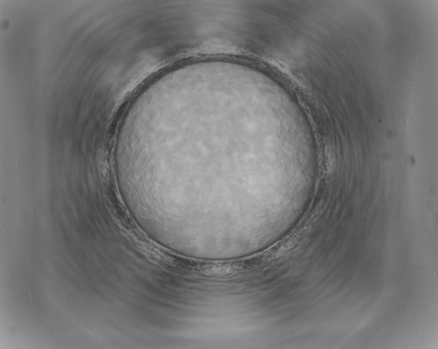 X0000070361266200606301822