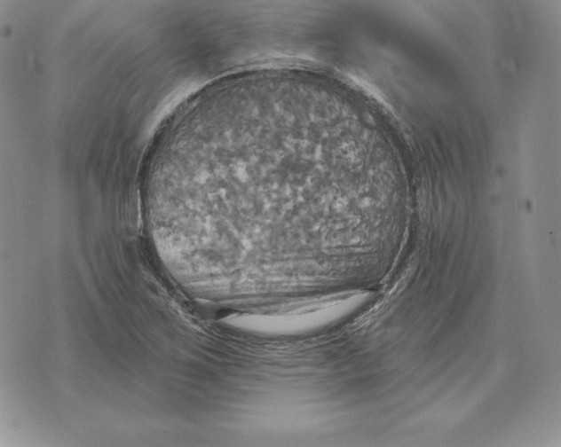 X0000070361267200606301822