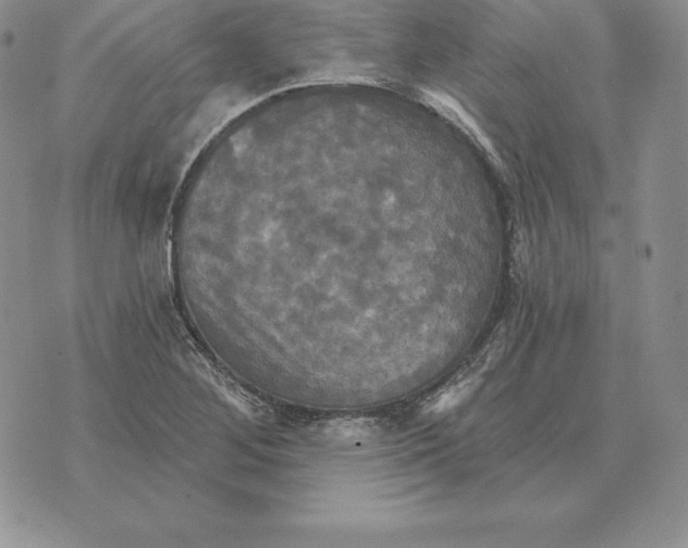 X0000070361268200606301822